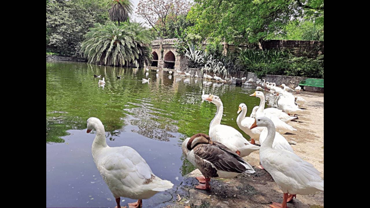 Lodhi Garden — photo 6